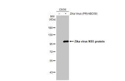 Anti-Zika virus NS5 protein antibody used in Western Blot (WB). GTX133312