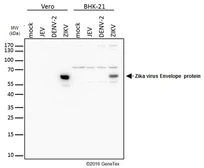 Anti-Zika virus Envelope protein antibody used in Western Blot (WB). GTX133314