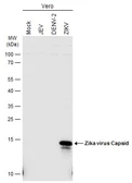 Anti-Zika virus Capsid protein antibody used in Western Blot (WB). GTX133317