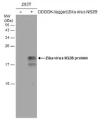Anti-Zika virus NS2B protein antibody used in Western Blot (WB). GTX133318