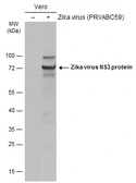 Anti-Zika virus NS3 protein antibody used in Western Blot (WB). GTX133320