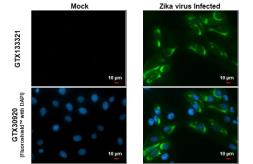 Anti-Zika virus NS4B protein antibody used in Immunocytochemistry/ Immunofluorescence (ICC/IF). GTX133321