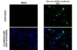 Anti-Zika virus NS4B protein antibody used in IHC-P (cell pellet) (IHC-P (cell pellet)). GTX133321
