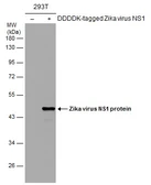 Anti-Zika virus NS1 protein antibody used in Western Blot (WB). GTX133323