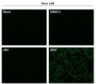 Anti-Zika virus Envelope protein antibody used in Immunocytochemistry/ Immunofluorescence (ICC/IF). GTX133325