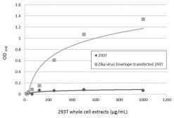 Anti-Zika virus Envelope protein antibody used in ELISA (ELISA). GTX133325