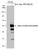 Anti-Zika virus Envelope protein antibody used in Western Blot (WB). GTX133326