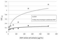 Anti-Zika virus Envelope protein antibody used in ELISA (ELISA). GTX133326