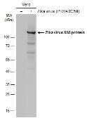Anti-Zika virus NS5 protein antibody used in Western Blot (WB). GTX133327