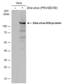 Anti-Zika virus NS5 protein antibody used in Western Blot (WB). GTX133327