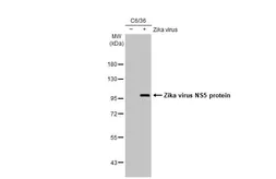 Anti-Zika virus NS5 protein antibody used in Western Blot (WB). GTX133327