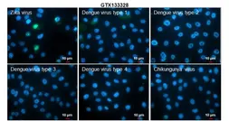 Anti-Zika virus NS5 protein antibody used in Immunocytochemistry/ Immunofluorescence (ICC/IF). GTX133328