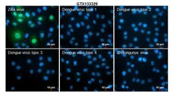 Anti-Zika virus NS5 protein antibody used in Immunocytochemistry/ Immunofluorescence (ICC/IF). GTX133329