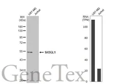 Anti-SH3GL1 antibody used in Western Blot (WB). GTX133333