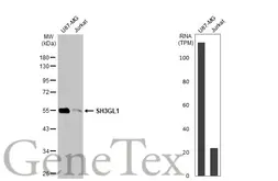 Anti-SH3GL1 antibody used in Western Blot (WB). GTX133349