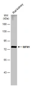 Anti-MFN1 antibody used in Western Blot (WB). GTX133351
