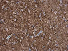 Anti-pan Synuclein antibody used in IHC (Paraffin sections) (IHC-P). GTX133368