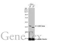 Anti-GSK3 beta antibody used in Western Blot (WB). GTX133372