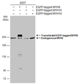 Anti-MYH9 antibody used in Western Blot (WB). GTX133377