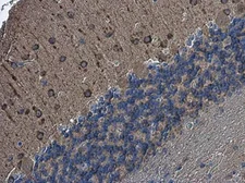 Anti-nNOS antibody used in IHC (Paraffin sections) (IHC-P). GTX133403