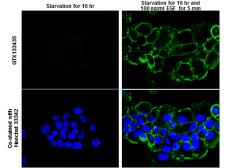 Anti-EGFR (phospho Tyr1148) antibody used in Immunocytochemistry/ Immunofluorescence (ICC/IF). GTX133435