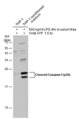 Anti-Caspase 1 (cleaved Asp297) antibody used in Western Blot (WB). GTX133447