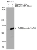 Anti-PLCG1 (phospho Tyr783) antibody used in Western Blot (WB). GTX133465