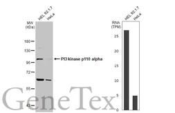 Anti-PI3 kinase p110 alpha antibody used in Western Blot (WB). GTX133554