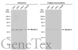Anti-Beclin 1 antibody used in Western Blot (WB). GTX133555