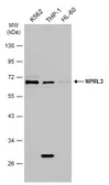 Anti-NPRL3 antibody used in Western Blot (WB). GTX133574