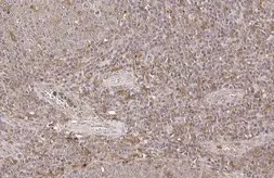 Anti-TMS1 antibody used in IHC (Paraffin sections) (IHC-P). GTX133582