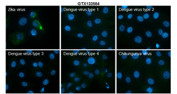 Anti-Zika virus prM protein antibody used in Immunocytochemistry/ Immunofluorescence (ICC/IF). GTX133584