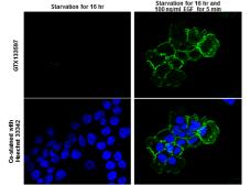 Anti-EGFR (phospho Tyr992) antibody used in Immunocytochemistry/ Immunofluorescence (ICC/IF). GTX133597