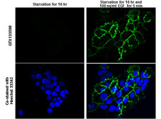 Anti-EGFR (phospho Tyr1045) antibody used in Immunocytochemistry/ Immunofluorescence (ICC/IF). GTX133598