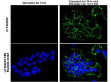Anti-EGFR (phospho Tyr1086) antibody used in Immunocytochemistry/ Immunofluorescence (ICC/IF). GTX133599