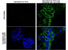 Anti-EGFR (phospho Tyr998) antibody used in Immunocytochemistry/ Immunofluorescence (ICC/IF). GTX133601