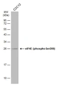 Anti-eIF4E (phospho Ser209) antibody used in Western Blot (WB). GTX133606