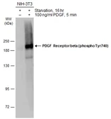 Anti-PDGF Receptor beta (phospho Tyr740) antibody used in Western Blot (WB). GTX133609