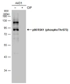 Anti-p90 RSK1 (phospho Thr573) antibody used in Western Blot (WB). GTX133612