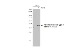 Anti-Porcine circovirus type 2 / PCV2 replicase antibody used in Western Blot (WB). GTX133638