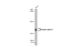 Anti-Integrin alpha 3 antibody used in Western Blot (WB). GTX133642