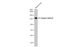 Anti-Integrin alpha 8 antibody used in Western Blot (WB). GTX133648