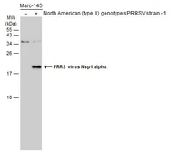 Anti-PRRS virus Nsp1 alpha antibody used in Western Blot (WB). GTX133695