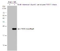 Anti-PRRS virus Nsp4 protein antibody used in Western Blot (WB). GTX133700