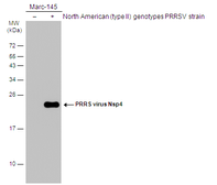 Anti-PRRS virus Nsp4 protein antibody used in Western Blot (WB). GTX133700
