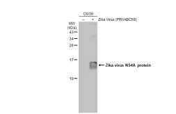 Anti-Zika virus NS4A protein antibody used in Western Blot (WB). GTX133704