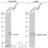Anti-Smad1 antibody used in Western Blot (WB). GTX133712