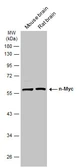 Anti-n-Myc antibody used in Western Blot (WB). GTX133721