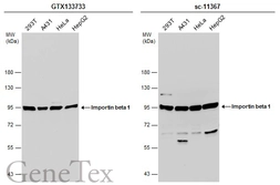 Anti-Importin beta 1 antibody used in Western Blot (WB). GTX133733