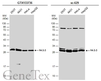 Anti-14-3-3 antibody used in Western Blot (WB). GTX133736